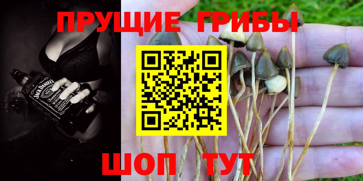Галлюциногенные грибы Psilocybine cubensis Амурск